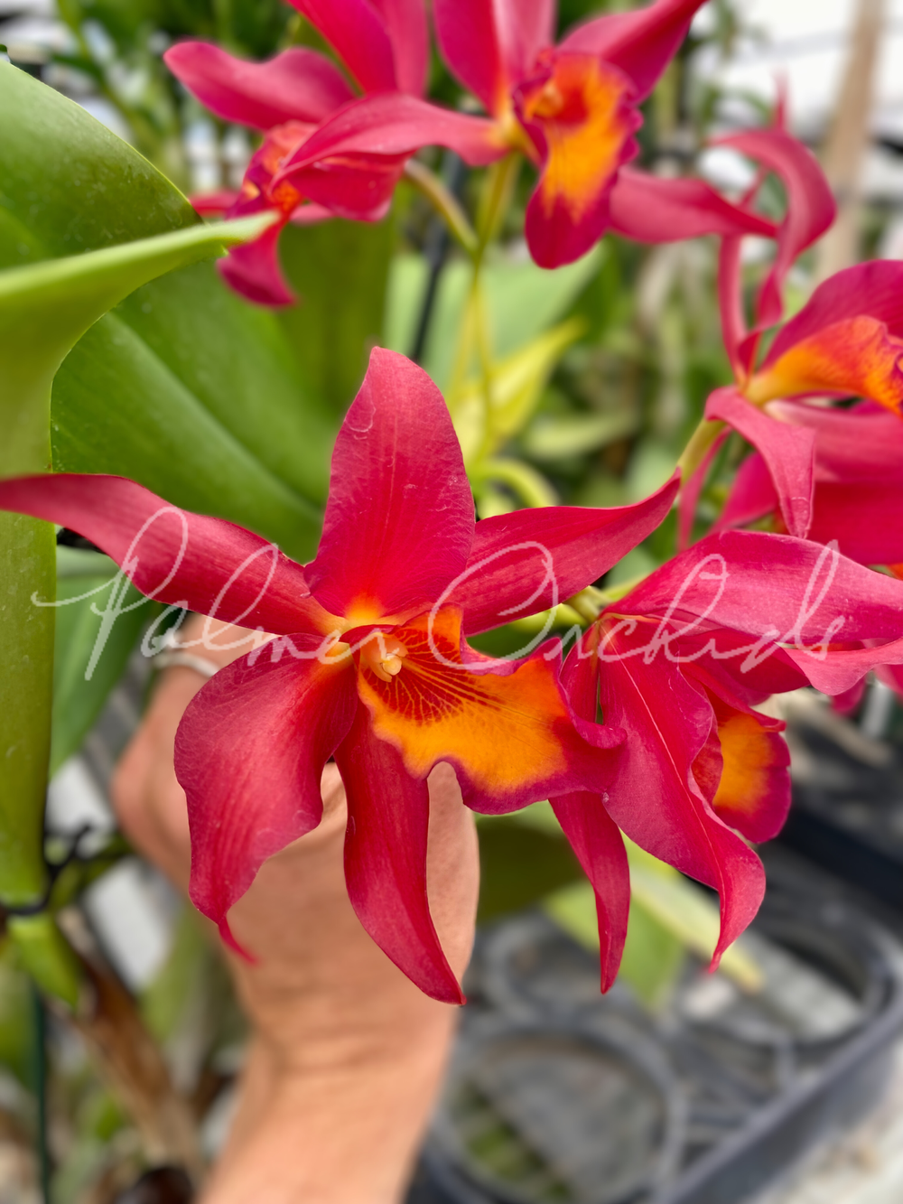 Ctt. Warpaint — Palmer Orchids